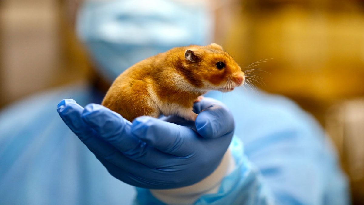 روش های تجویز دارو به موش آزمایشگاهی